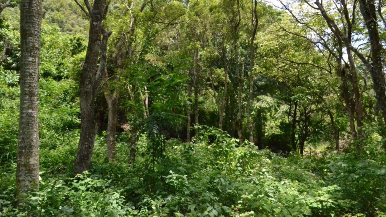 Día Internacional de los Bosques Tropicales conoce cinco acciones